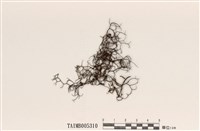 藏品(溝樹髮)的圖片